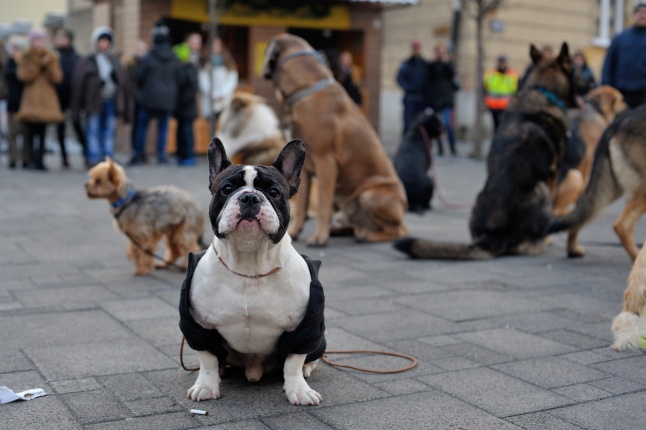 Kutyainvázió a belvárosban - fotó Szarka Lajos