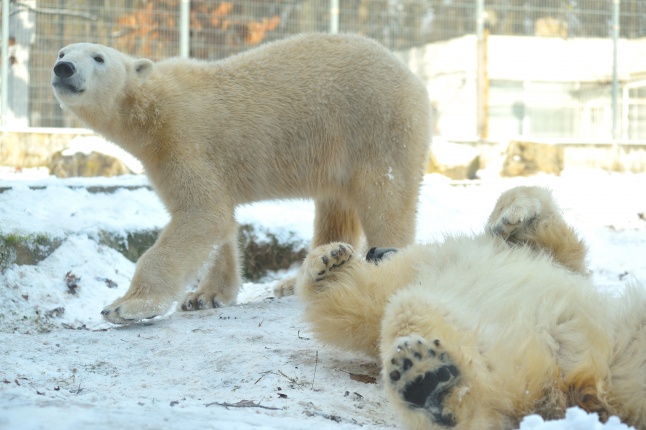 Jegesmedve és a többiek - fotó Szarka Lajos