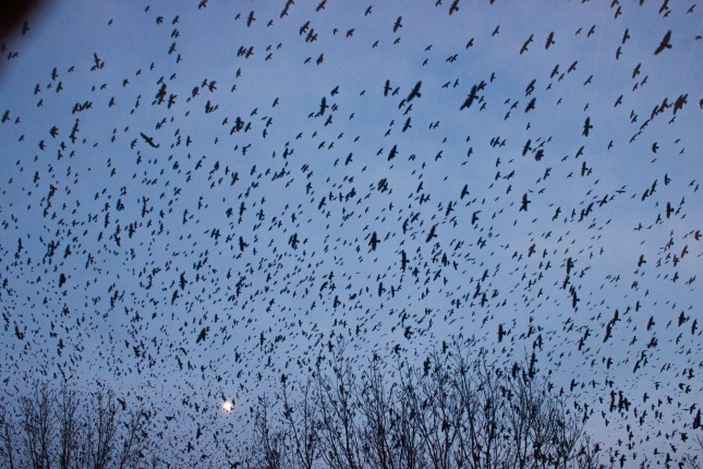 Szárnyra kapott a fekete sereg - Fotó Szarka Lajos