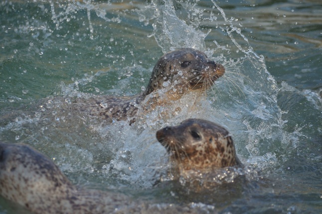 Fókák a jeges vízben - fotó Szarka Lajos