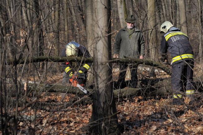 Fakivágási gyakorlat a Sóstói erdőben - fotó Szarka Lajos
