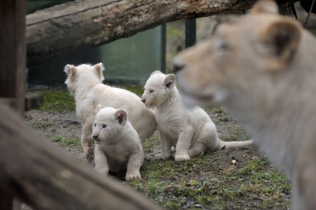 Fehér oroszlánkölykök az Állatparkban - fotó Szarka Lajos