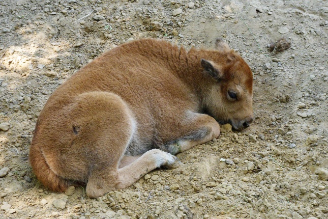 Gyarapodott az Állatpark - fotó Szarka Lajos