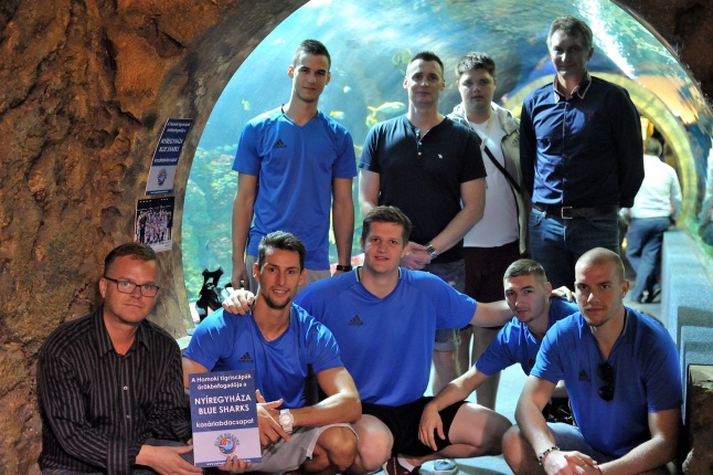 Örökbe fogadták a cápát a cápák - fotó Szarka Lajos