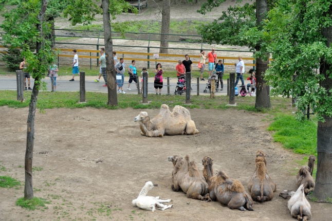 Állatparki fejlesztések sajtótájékoztató - fotó Szarka Lajos