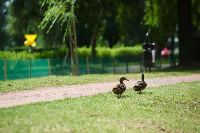 Védőháló a Bujtoson - fotó Szarka Lajos
