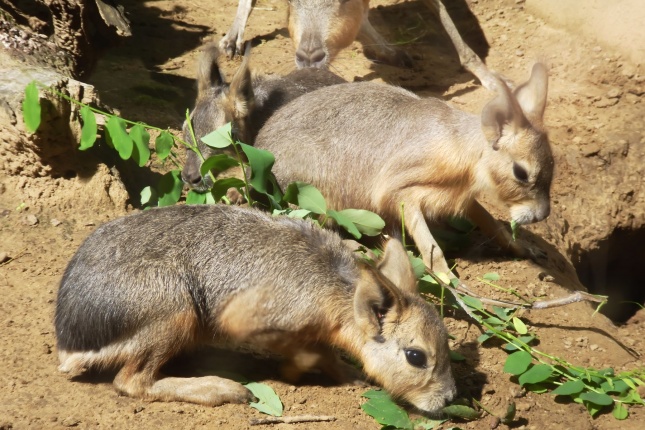 Kicsi nagy marák az Állatparkban - fotó Szarka Lajos