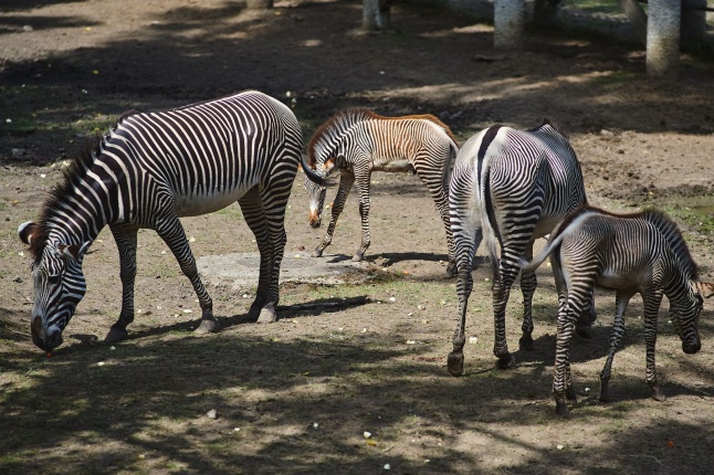 Zebracsikók az Állatparkban - fotó Szarka Lajos