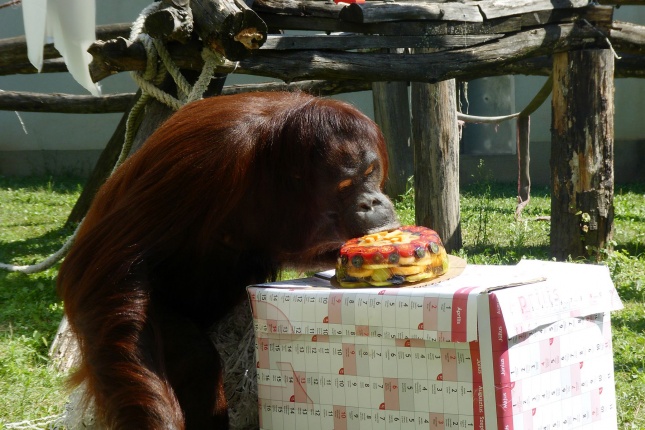 Szülinap az Állatparkban - fotó Szarka Lajos