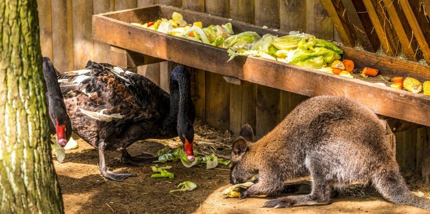 Kenguruk és madarak - fotó Kohut Árpád