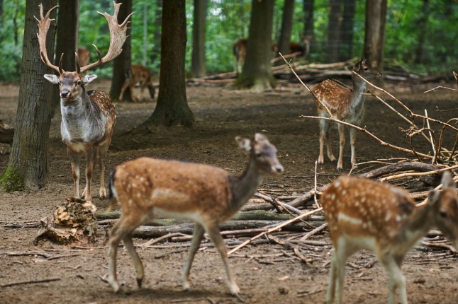 Állatok Világnapja - fotó Szarka Lajos