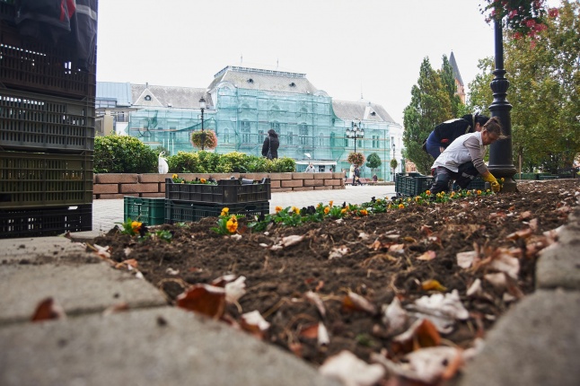Virágosítás a belvárosban - fotó Szarka Lajos