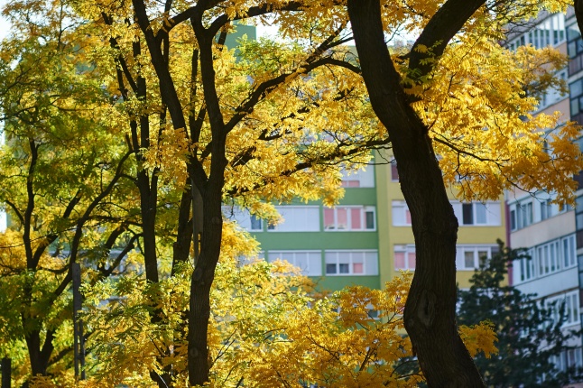 Csodás Ősz - fotó Szarka Lajos