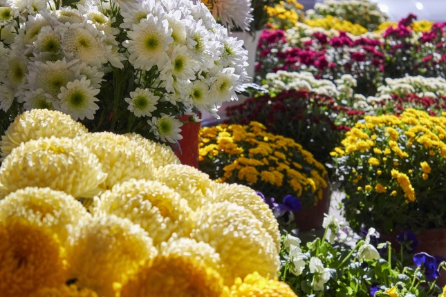 Mindenszentekre készülve - fotó Szarka Lajos