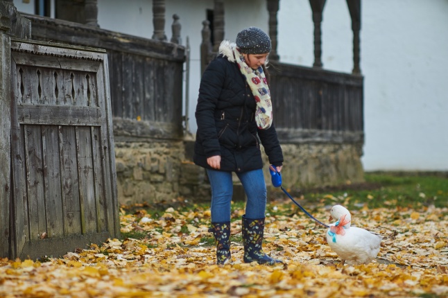 Márton Napi Vigasság 2017  I - fotó Szarka Lajos