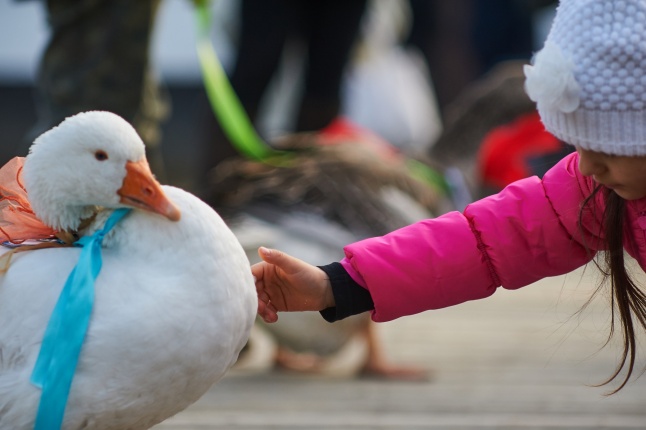 Márton Napi Vigasság 2017  II - fotó Szarka Lajos