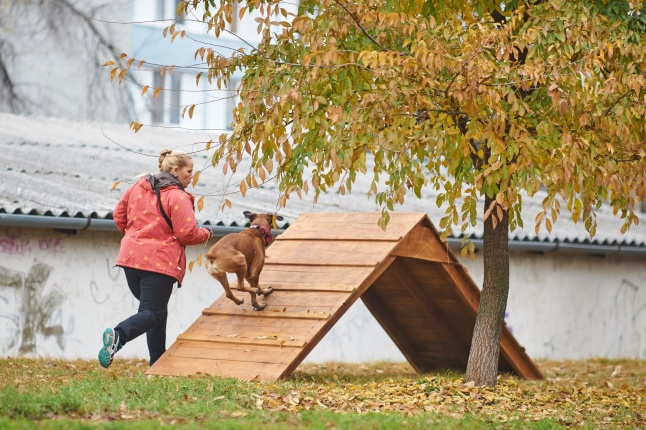 Kutyafuttató a Homok soron - fotó Szarka Lajos