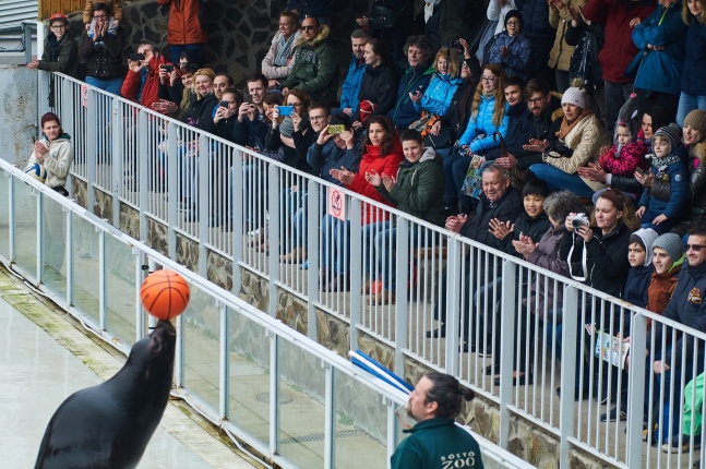 Fókashow az Állatparkban - fotó Szarka Lajos