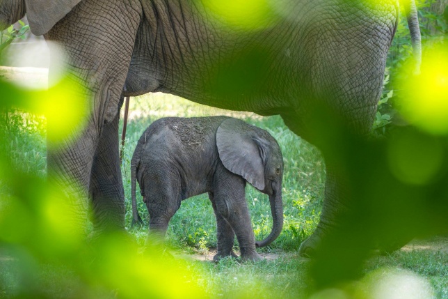 Szenzáció az Állatparkban, elefántbébi született - Fotó Kohut Árpád