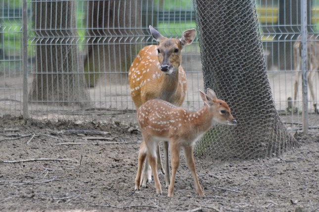 Szikaszarvas borjú az Állatparkban - fotó Trifonov Éva