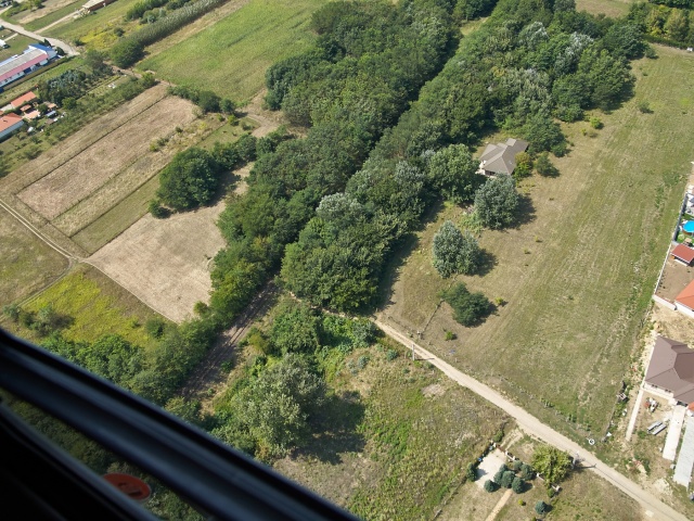 Parlagfű felderítés - fotó Szarka Lajos