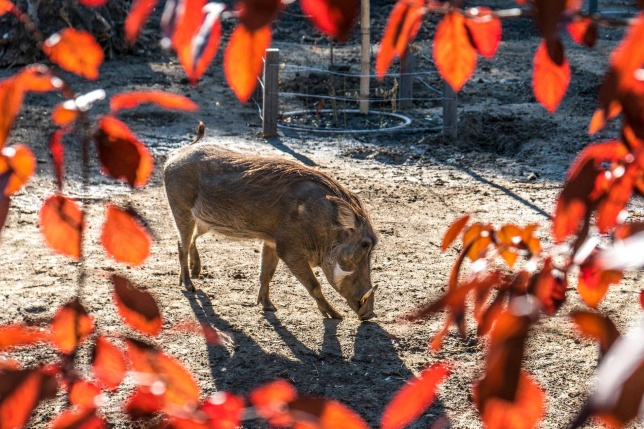 Pumbaa Nyíregyházán - Fotó Kohut Árpád