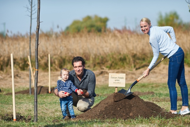 Faültetés a ligetben - fotó Szarka Lajos