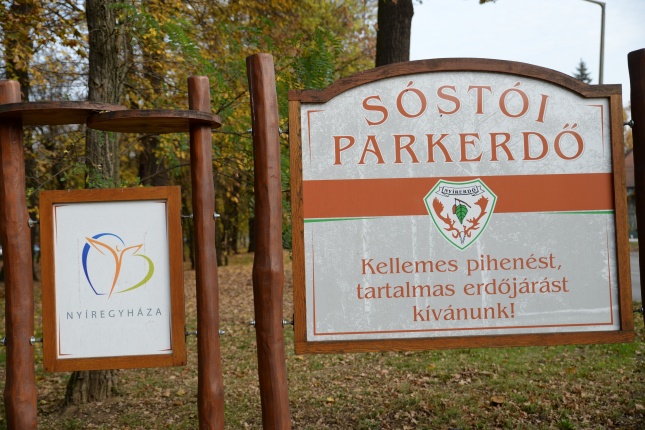 Őszi erdei séta a tavaszias napsütésben - fotó Trifonov Éva