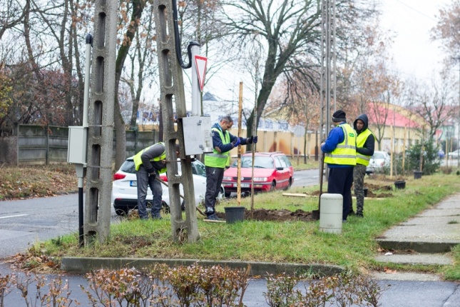 Fásítás a Honvéd utcán