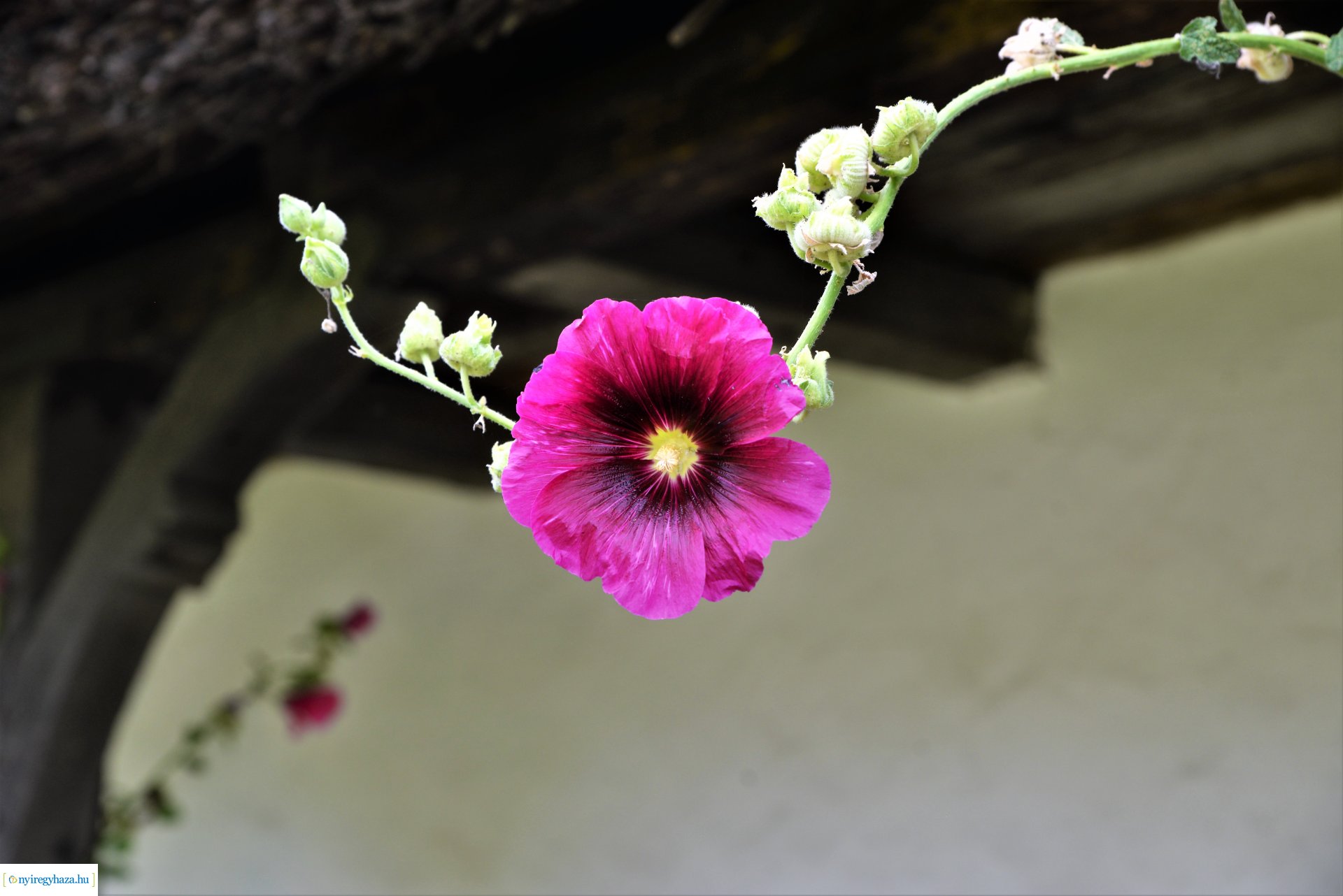 " Itthon vagyunk" vármegyei identitás feszt