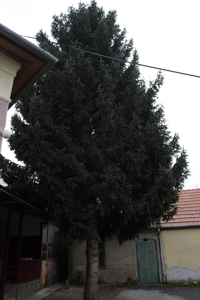 Felállították a város karácsonyfáját