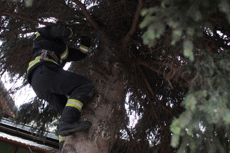 Felállították a város karácsonyfáját
