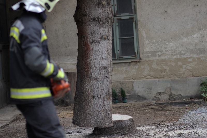 Felállították a város karácsonyfáját