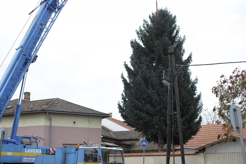 Felállították a város karácsonyfáját