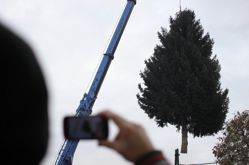 Felállították a város karácsonyfáját