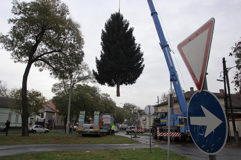 Felállították a város karácsonyfáját