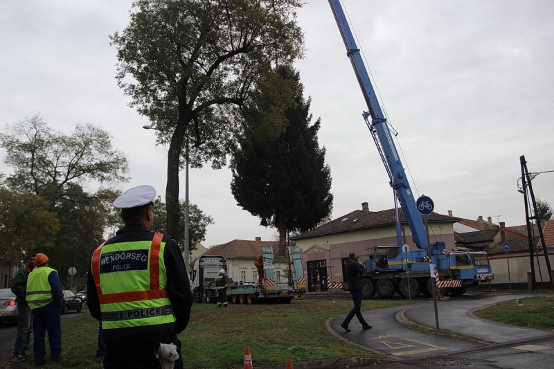 Felállították a város karácsonyfáját