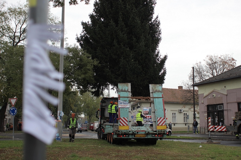 Felállították a város karácsonyfáját