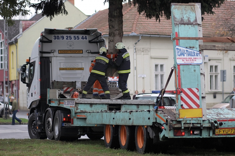Felállították a város karácsonyfáját