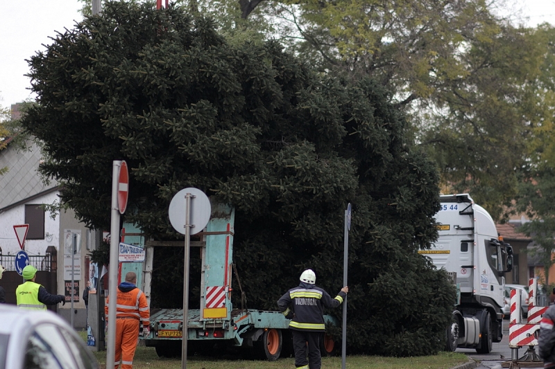 Felállították a város karácsonyfáját