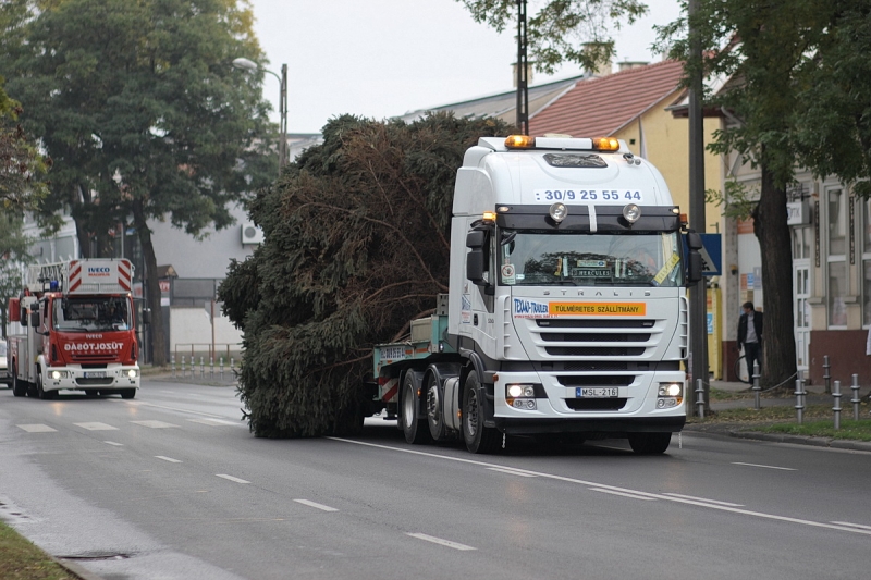 Felállították a város karácsonyfáját