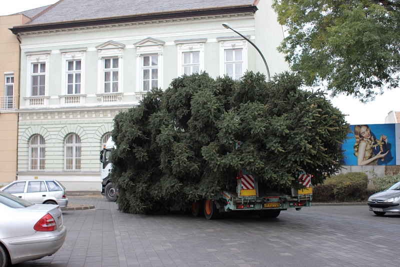 Felállították a város karácsonyfáját