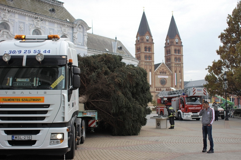 Felállították a város karácsonyfáját
