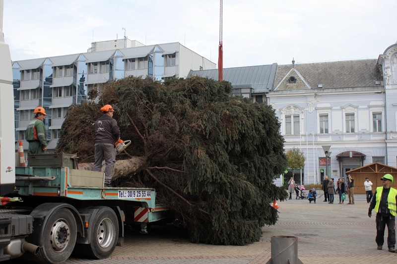 Felállították a város karácsonyfáját