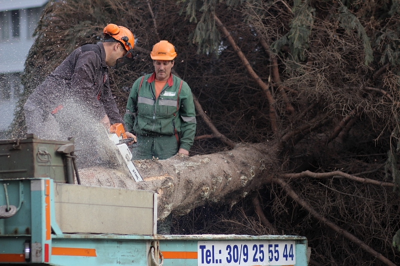 Felállították a város karácsonyfáját