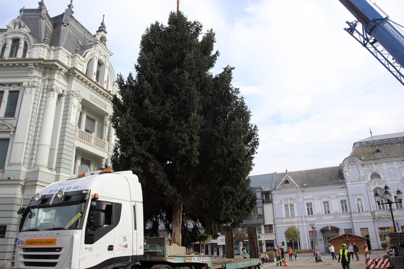 Felállították a város karácsonyfáját