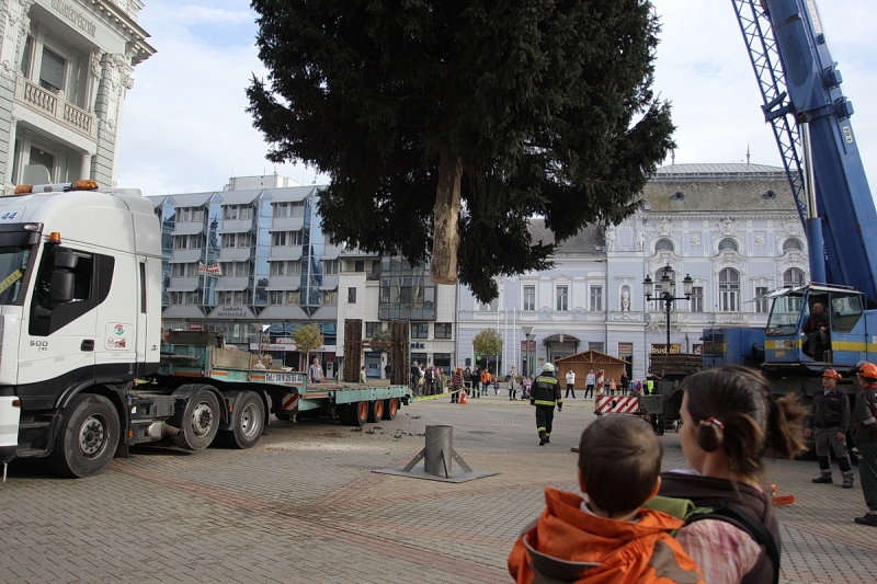 Felállították a város karácsonyfáját