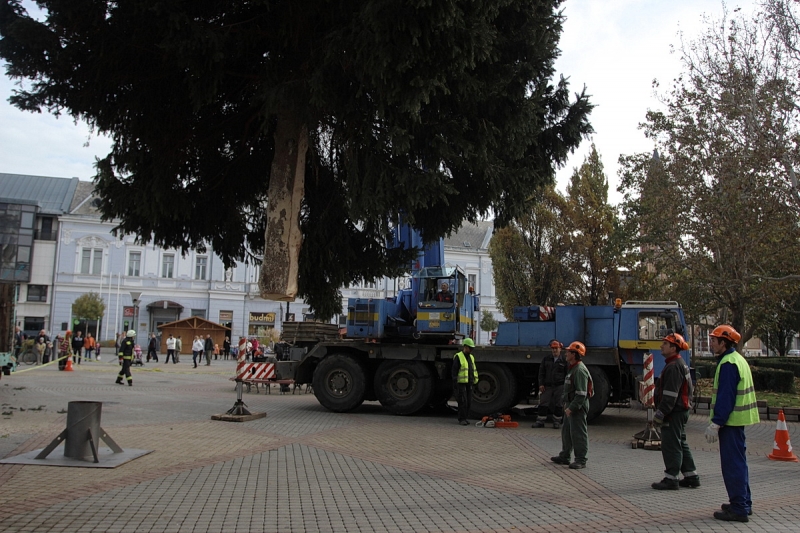 Felállították a város karácsonyfáját