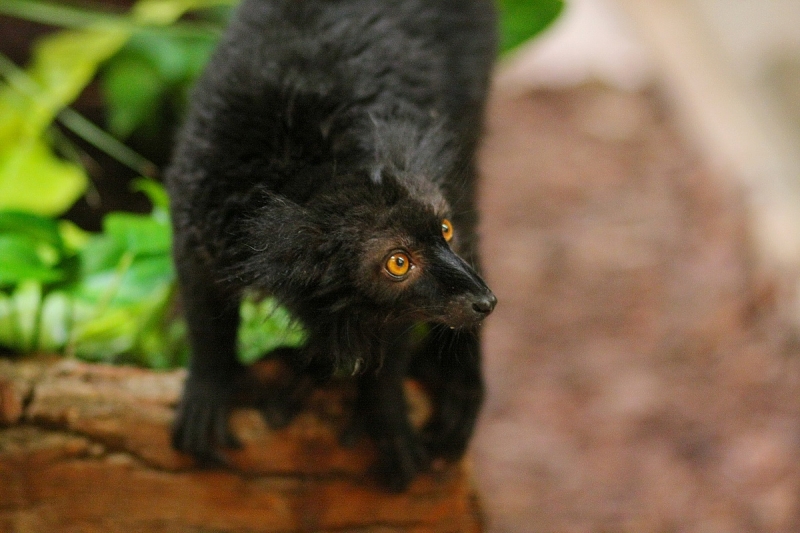 Átadták a Viktória házat