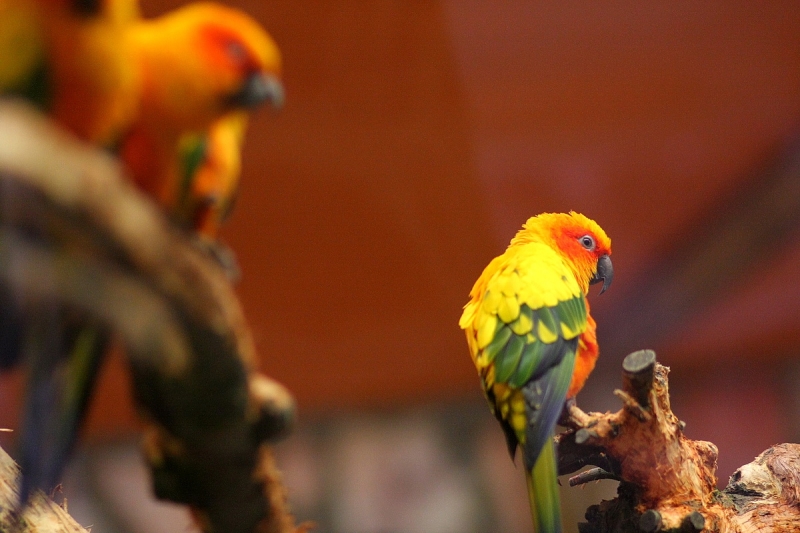 Átadták a Viktória házat